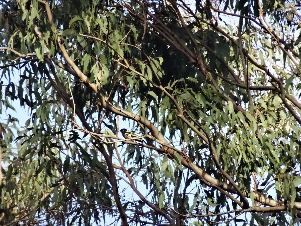 medosavka žlutočerná - ML621120352