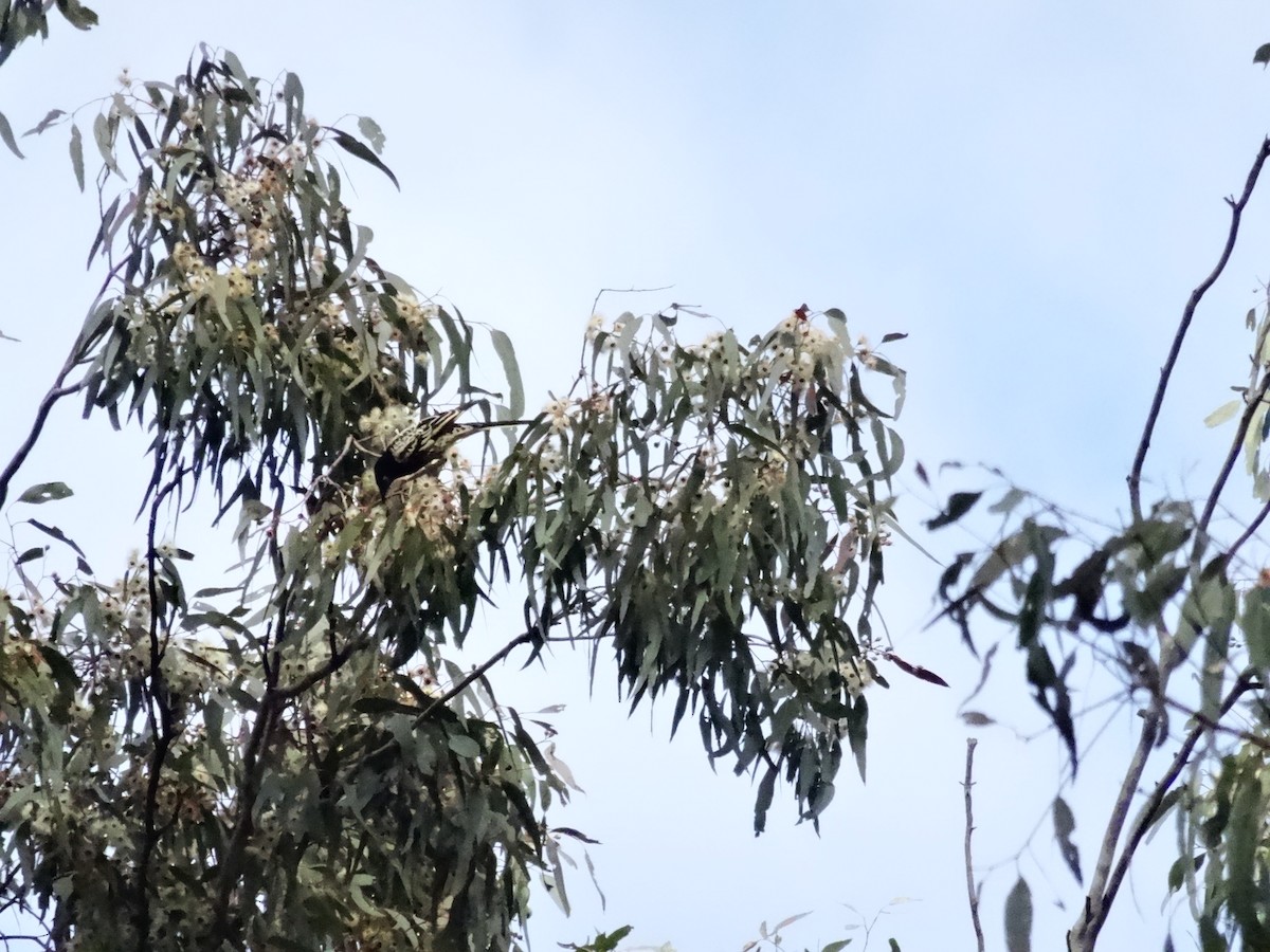 Regent Honeyeater - ML621120355