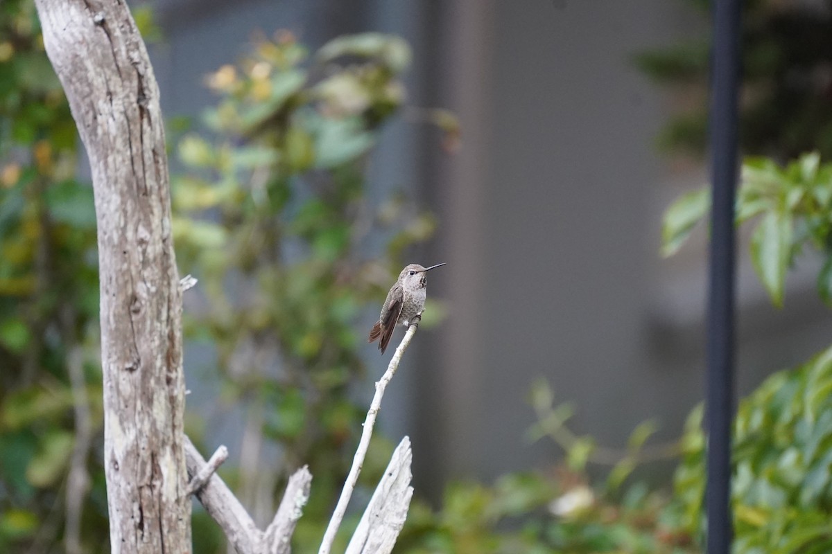Anna's Hummingbird - ML621120357