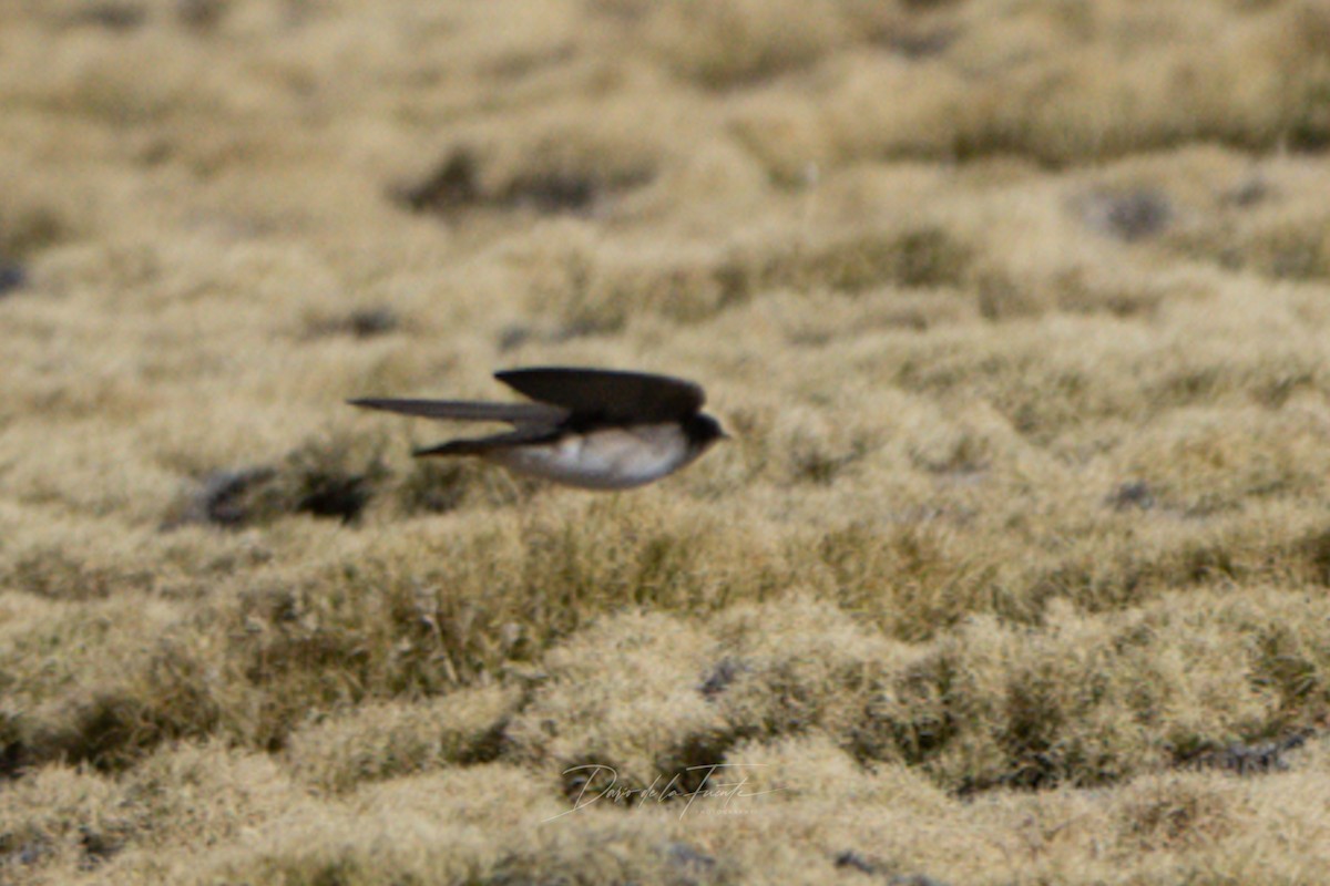 Andean Swallow - ML621120370