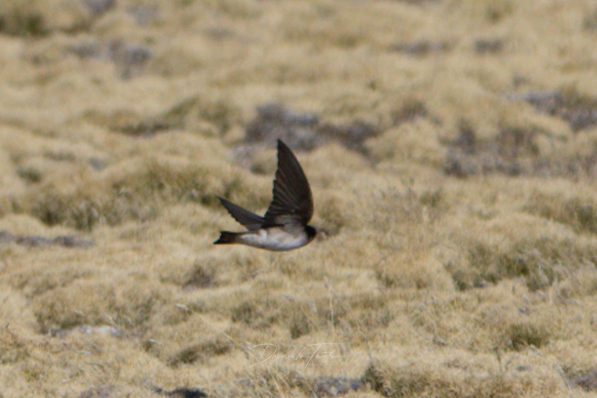 Andean Swallow - ML621120371