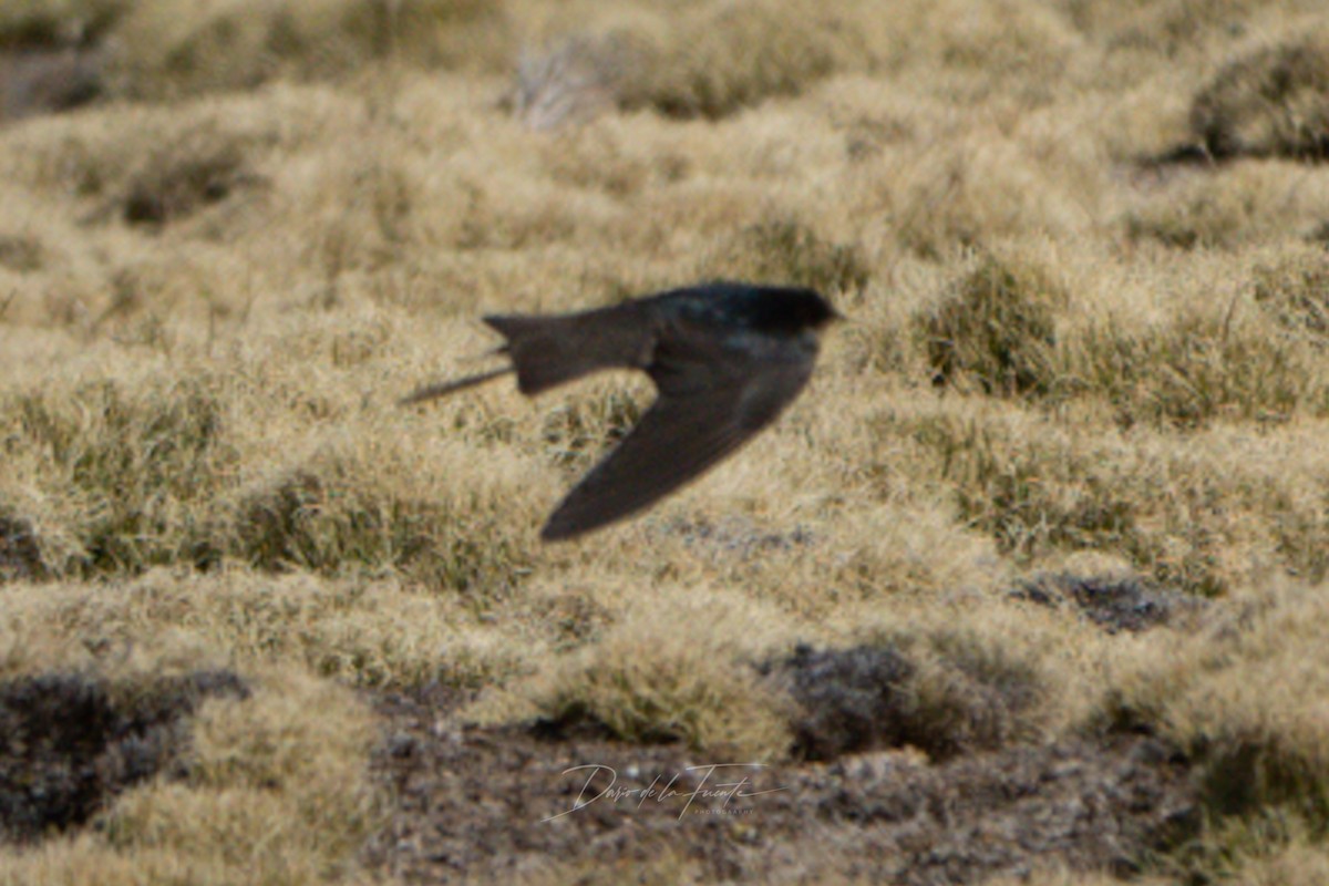 Andean Swallow - ML621120372