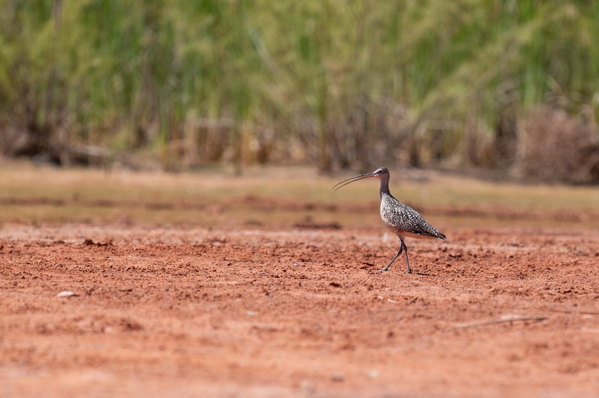 Long-billed Curlew - ML621120378