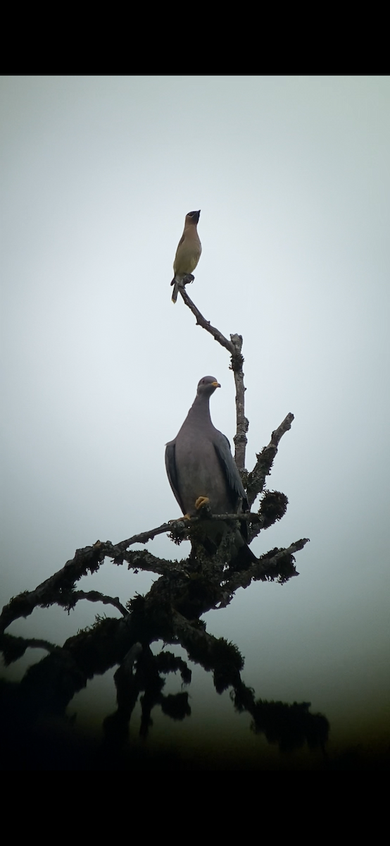 Band-tailed Pigeon - ML621120403