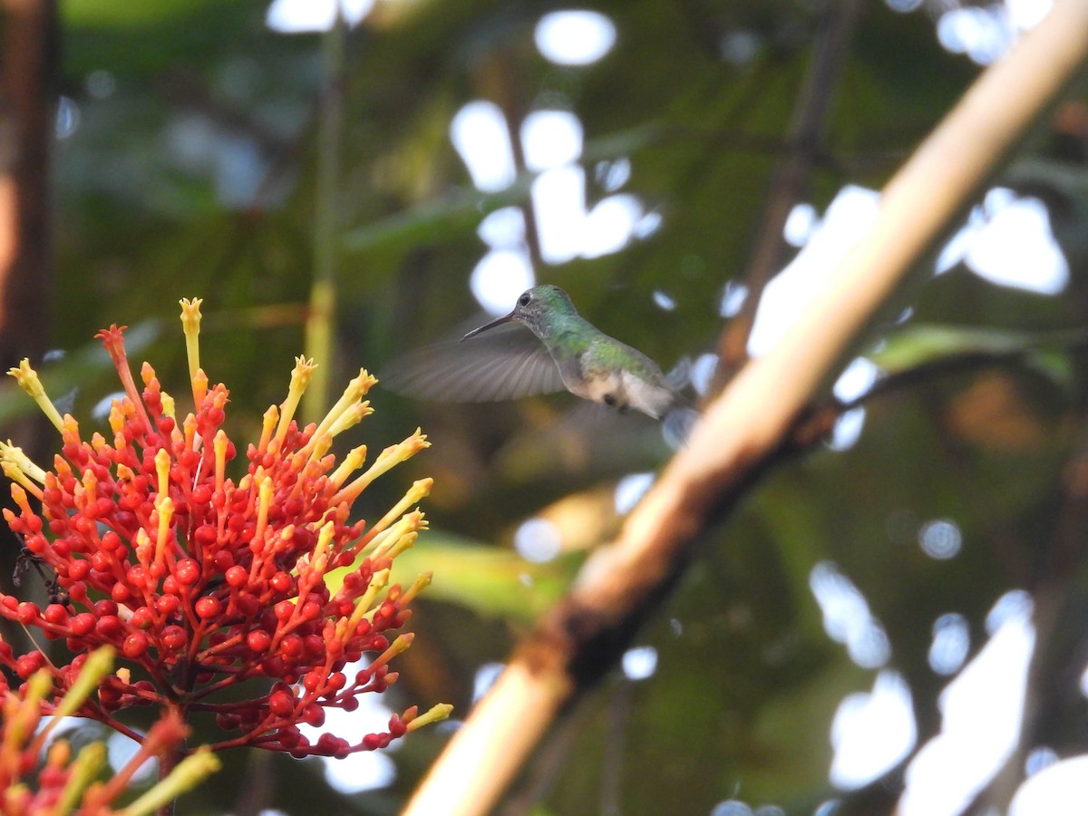 Charming Hummingbird - ML621120405