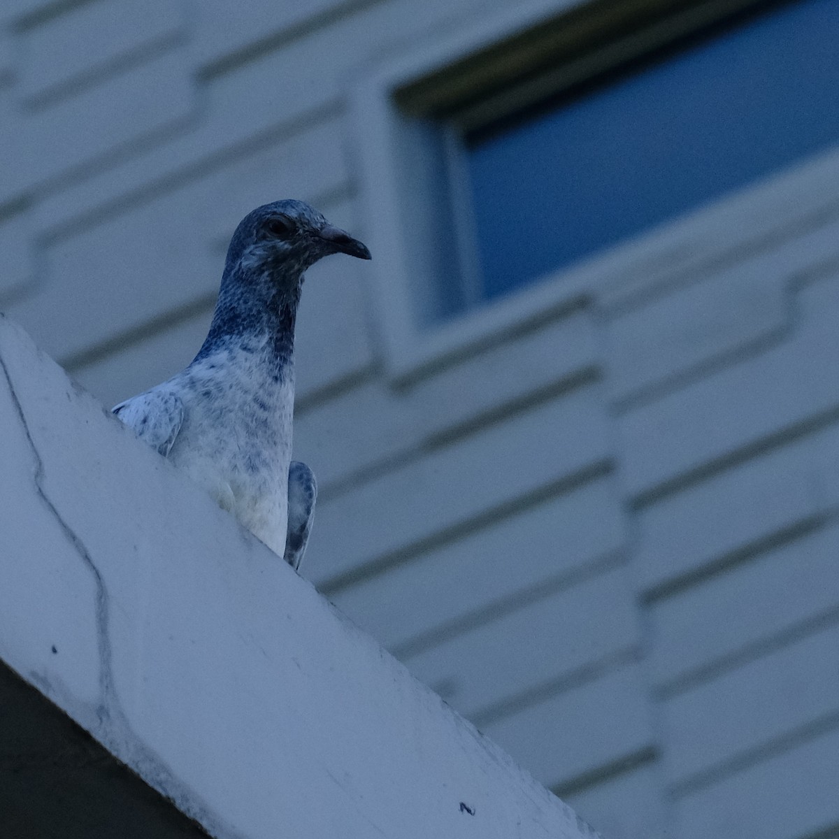 Rock Pigeon (Feral Pigeon) - ML621120415