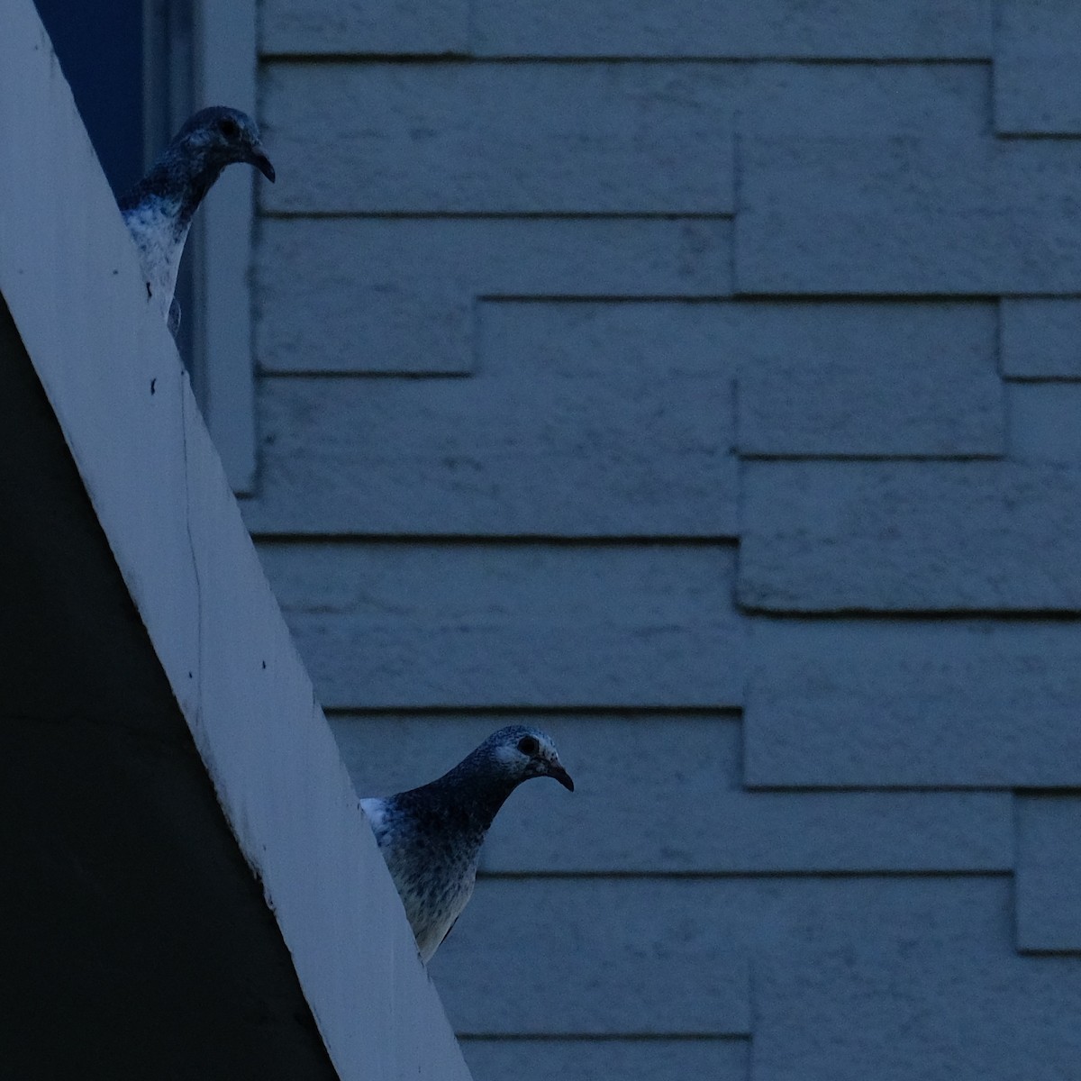 Rock Pigeon (Feral Pigeon) - ML621120416