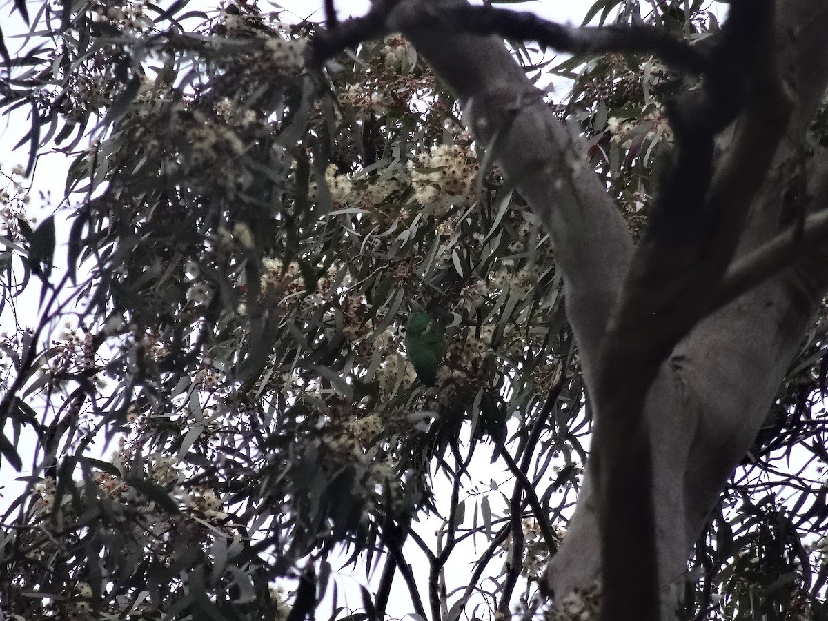 Swift Parrot - ML621120427