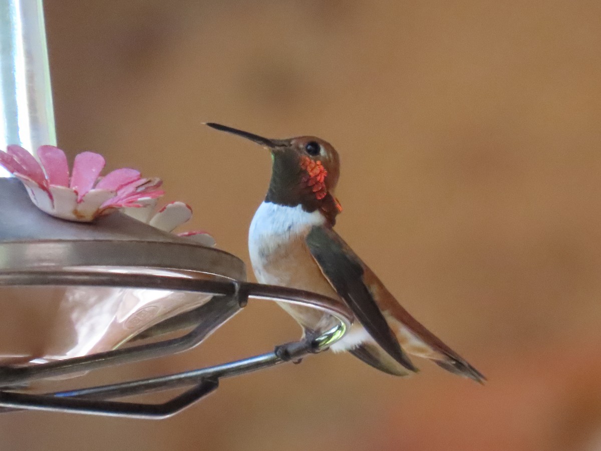 Rufous Hummingbird - ML621120431