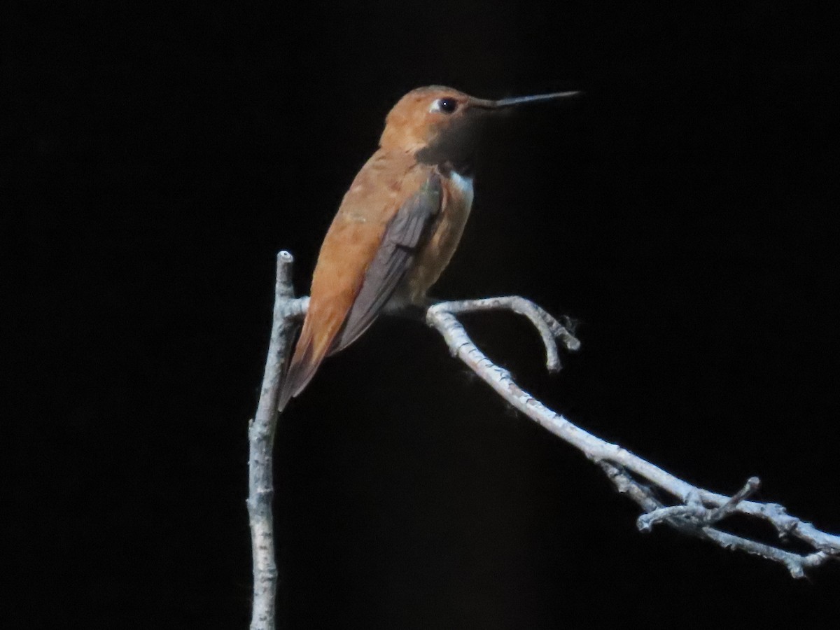 Rufous Hummingbird - ML621120457