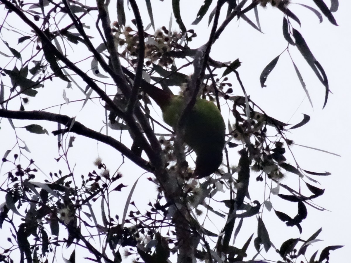 Swift Parrot - ML621120470