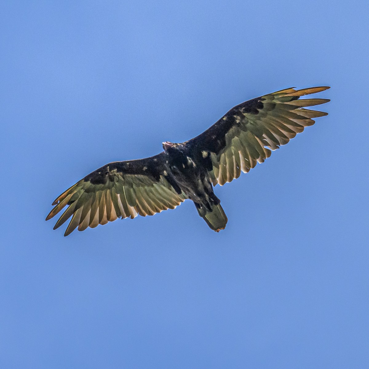 Turkey Vulture - ML621120495