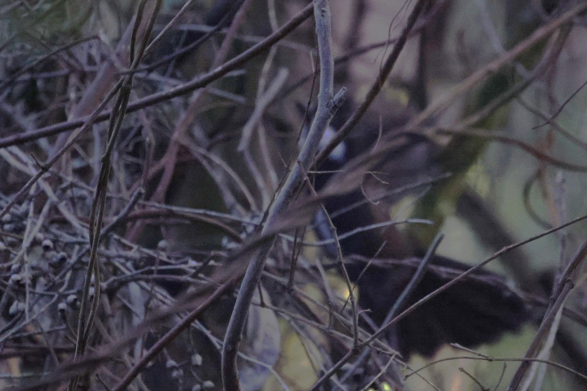 Kara Göğüslü Kamçıkuşu - ML621120506