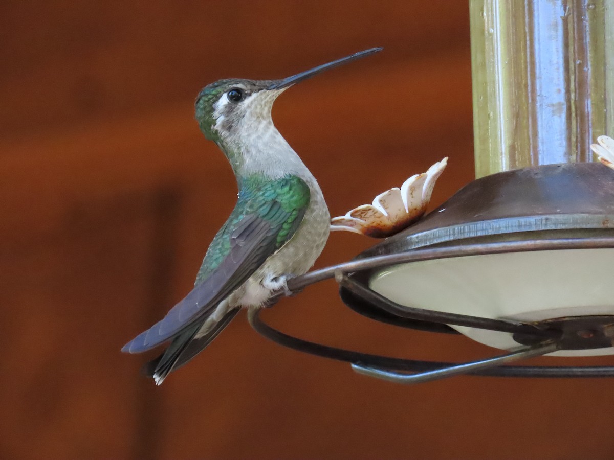 Rivoli's Hummingbird - ML621120517
