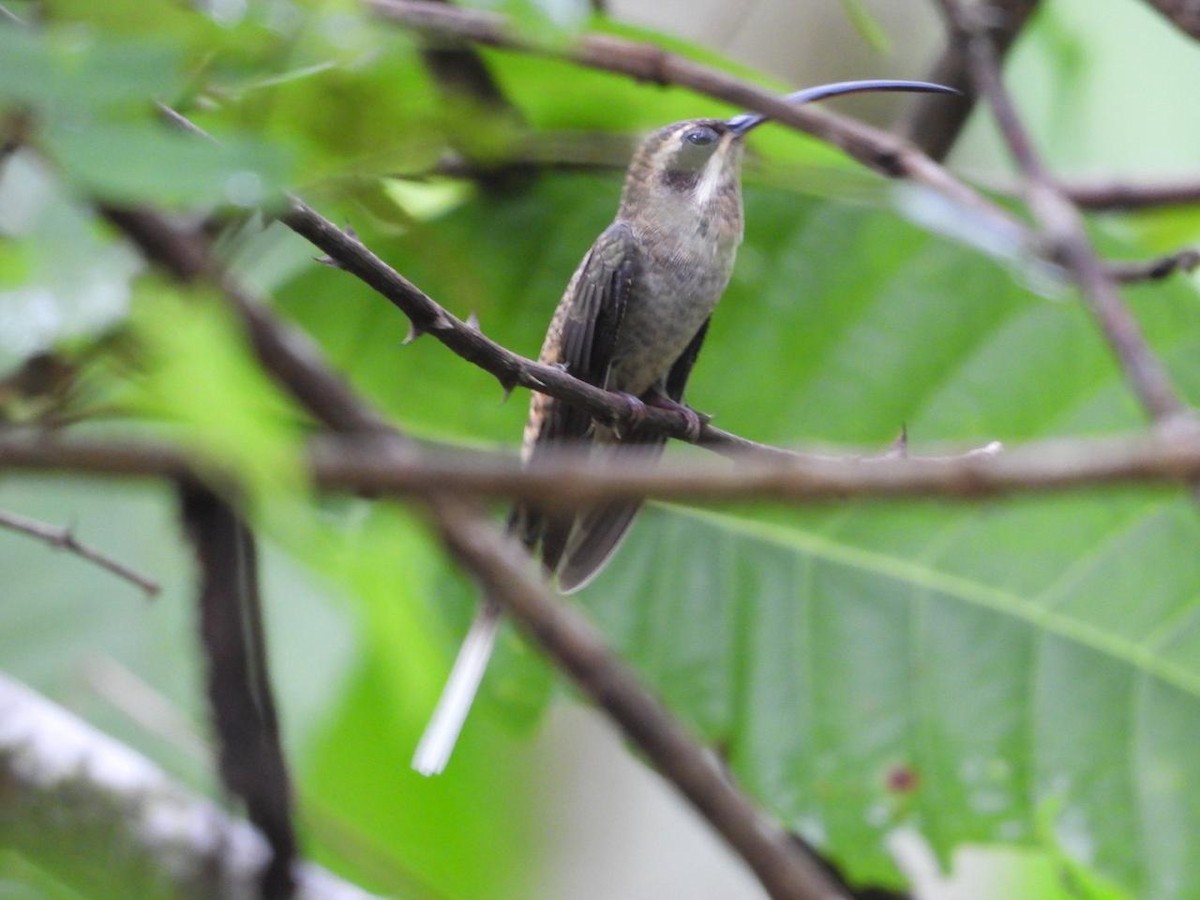 Long-billed Hermit - ML621120518