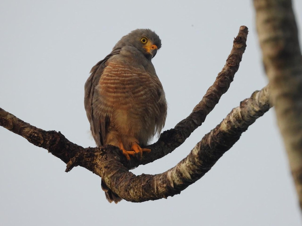 Roadside Hawk - ML621120524