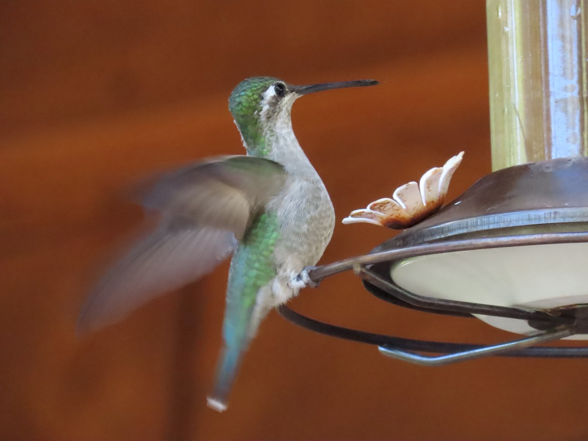 Colibrí Magnífico - ML621120540