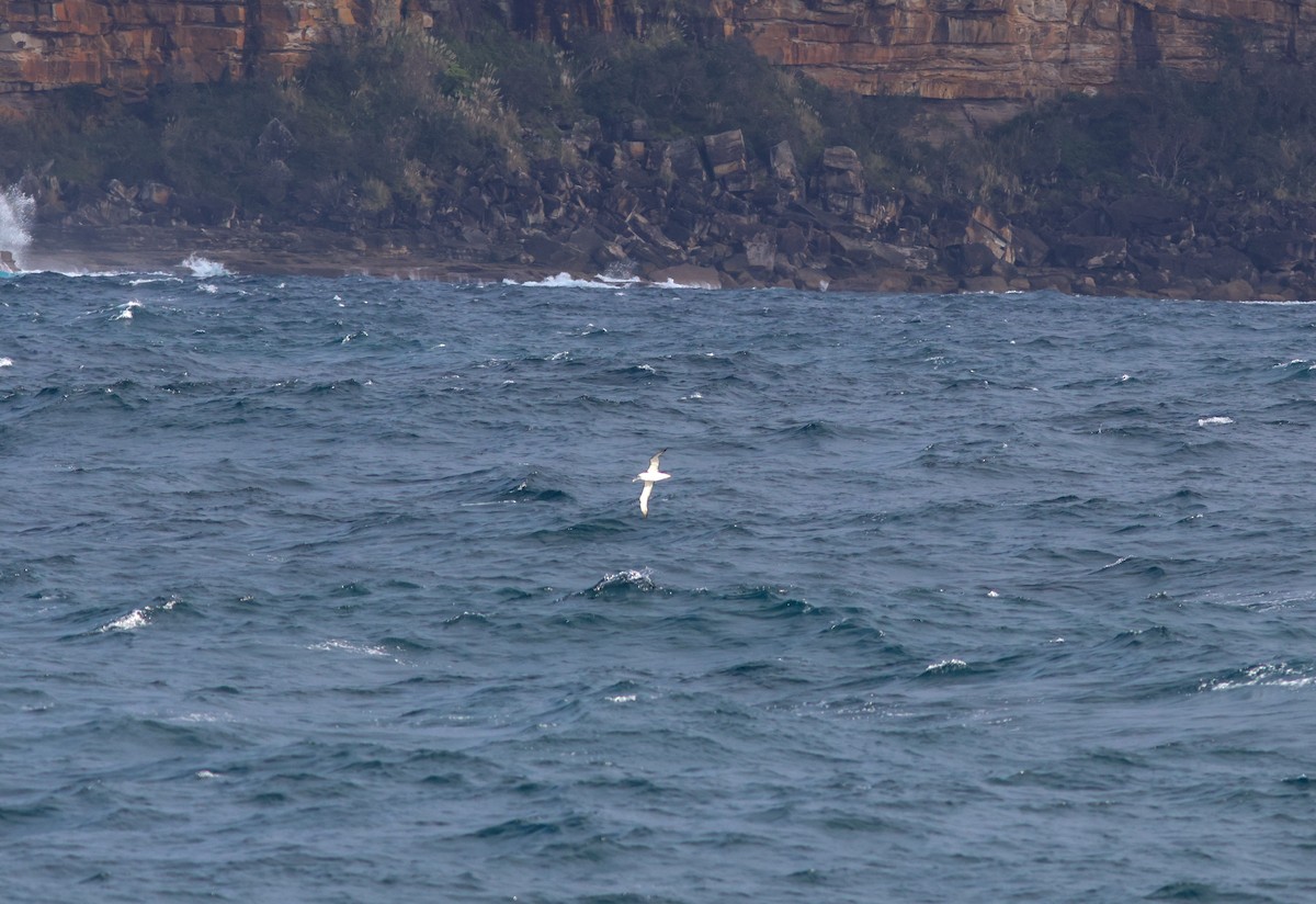 White-capped Albatross - ML621120542