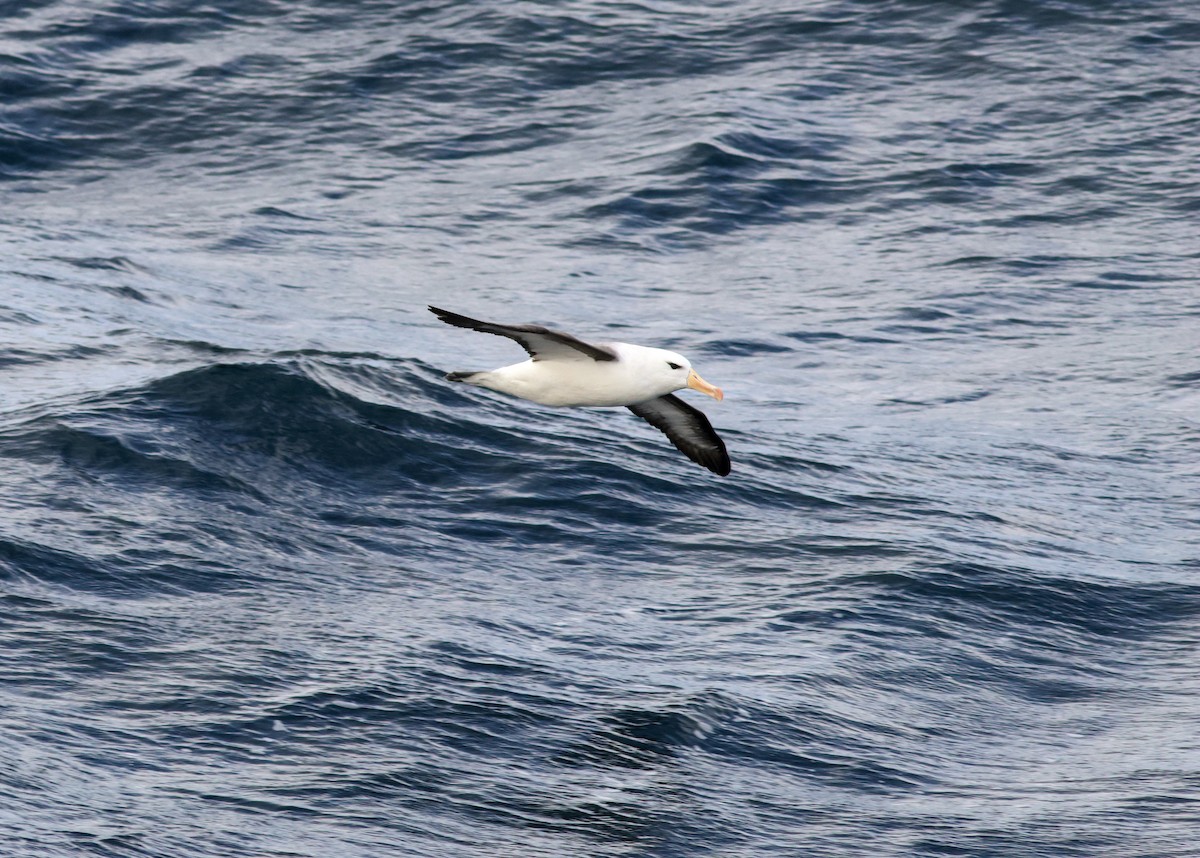 Black-browed Albatross (Black-browed) - ML621120567