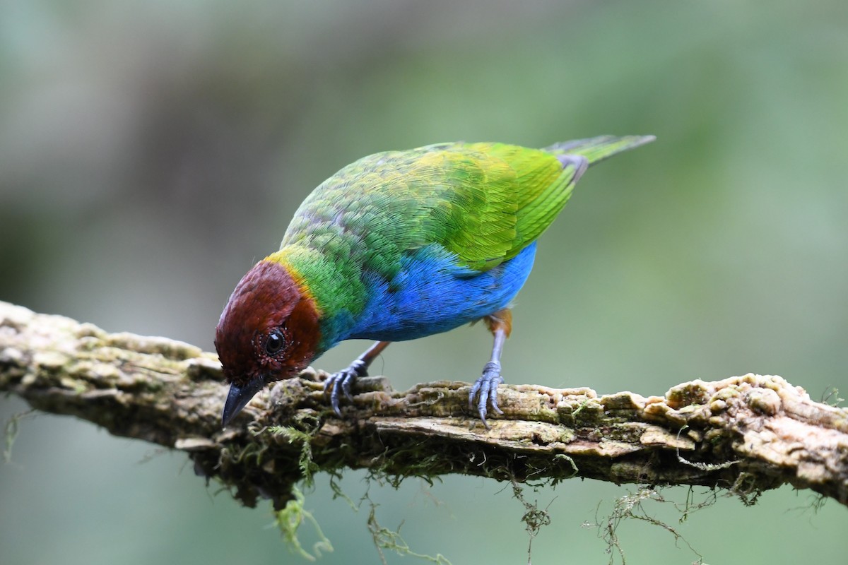 Bay-headed Tanager - ML621120570