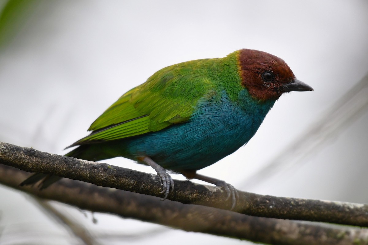 Bay-headed Tanager - ML621120571