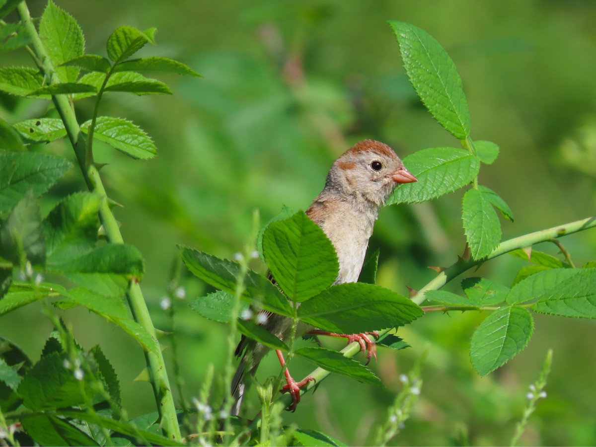 Field Sparrow - Randy Morgan