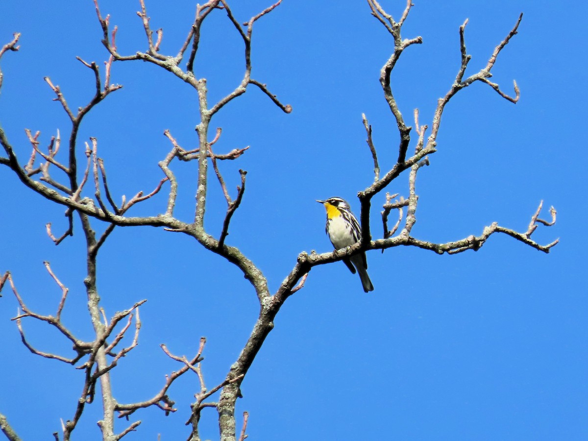 Yellow-throated Warbler - ML621120604
