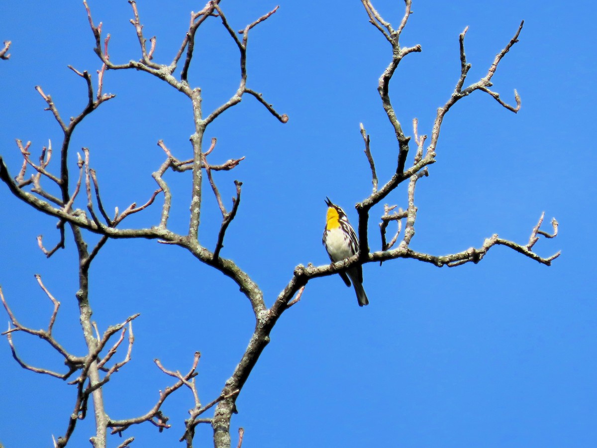 Yellow-throated Warbler - ML621120608