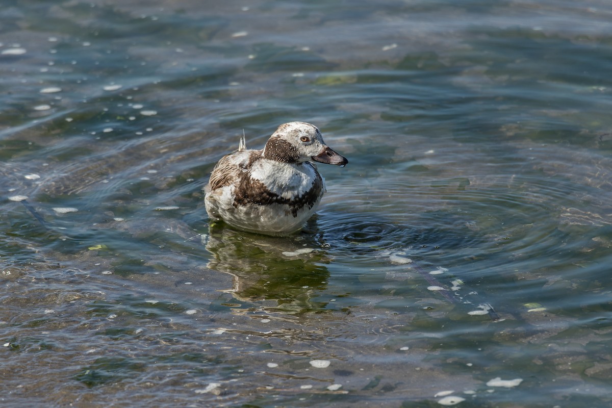 Long-tailed Duck - ML621120610