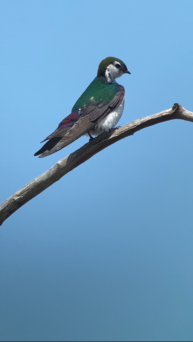 Violet-green Swallow - ML621120614