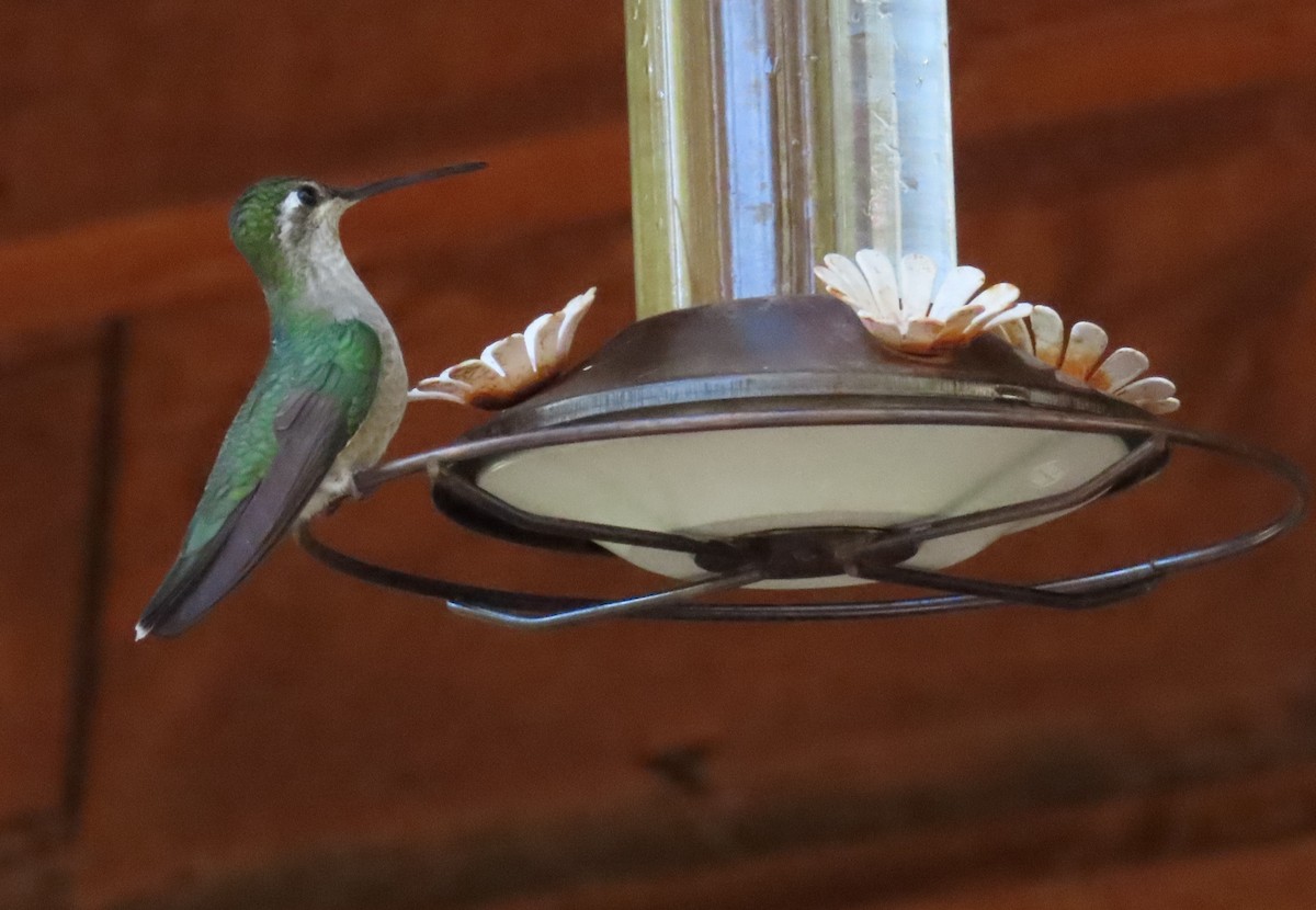 kolibřík skvostný - ML621120617