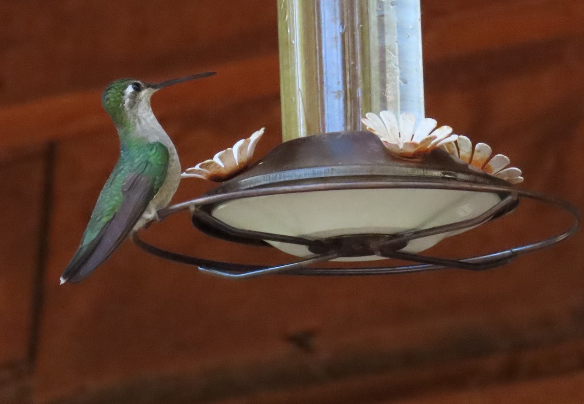 Colibrí Magnífico - ML621120617