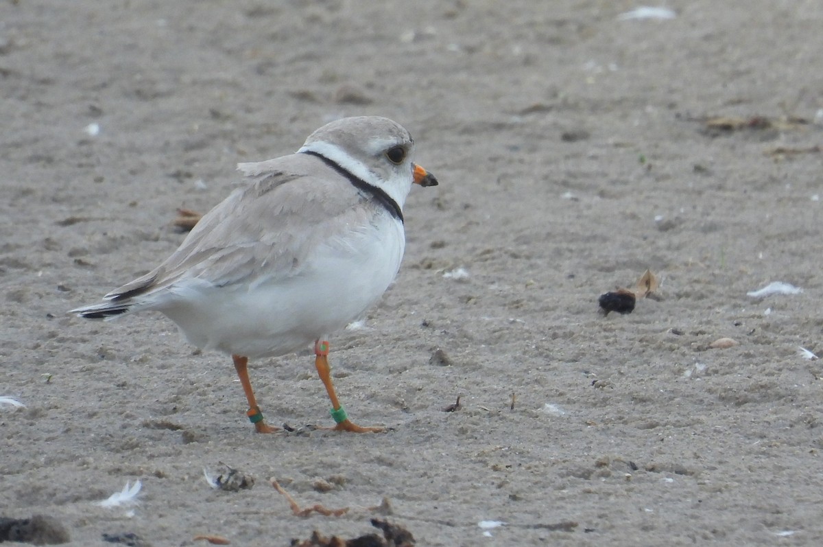 Piping Plover - ML621120630