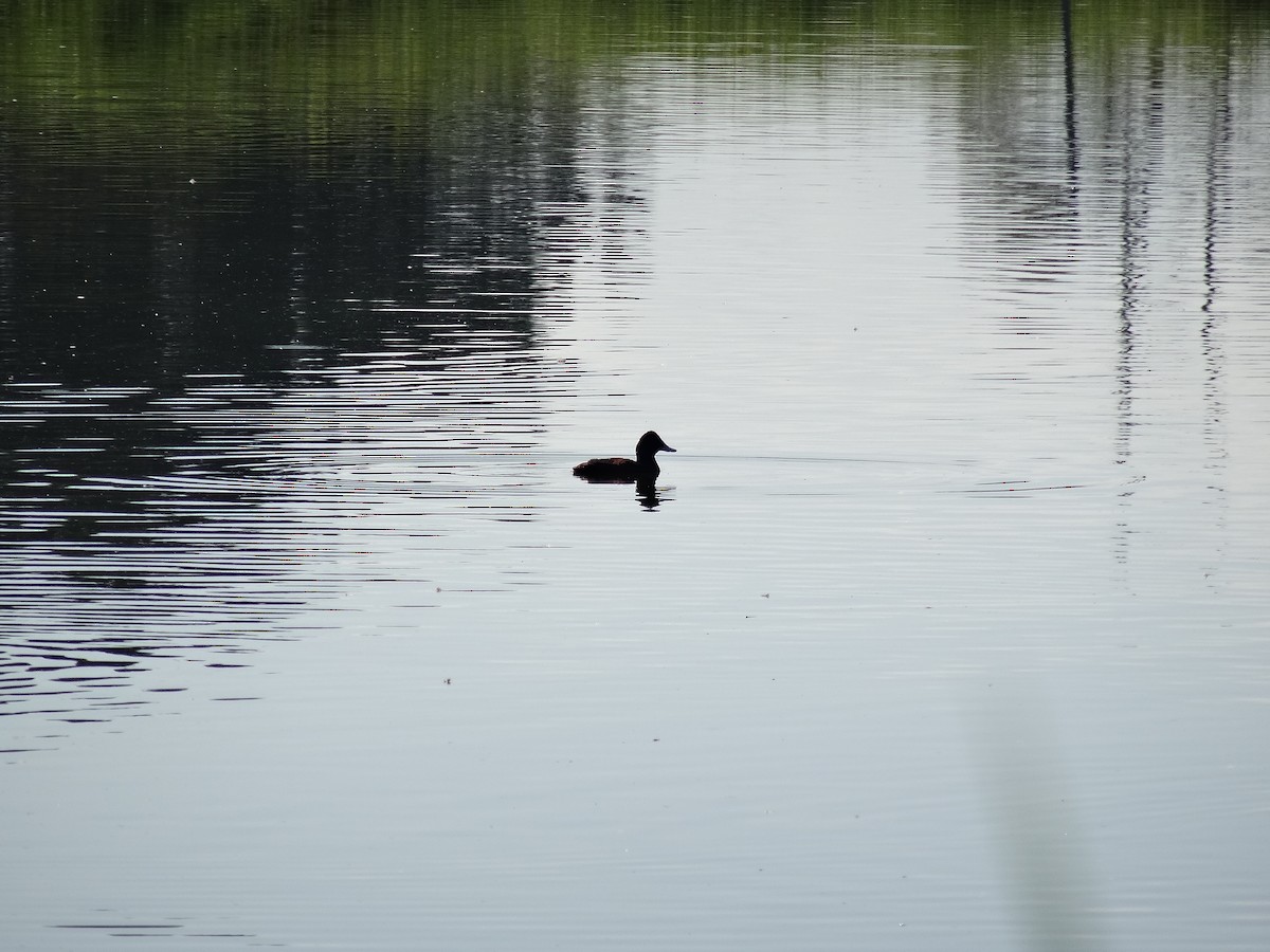 Blue-billed Duck - ML621120685