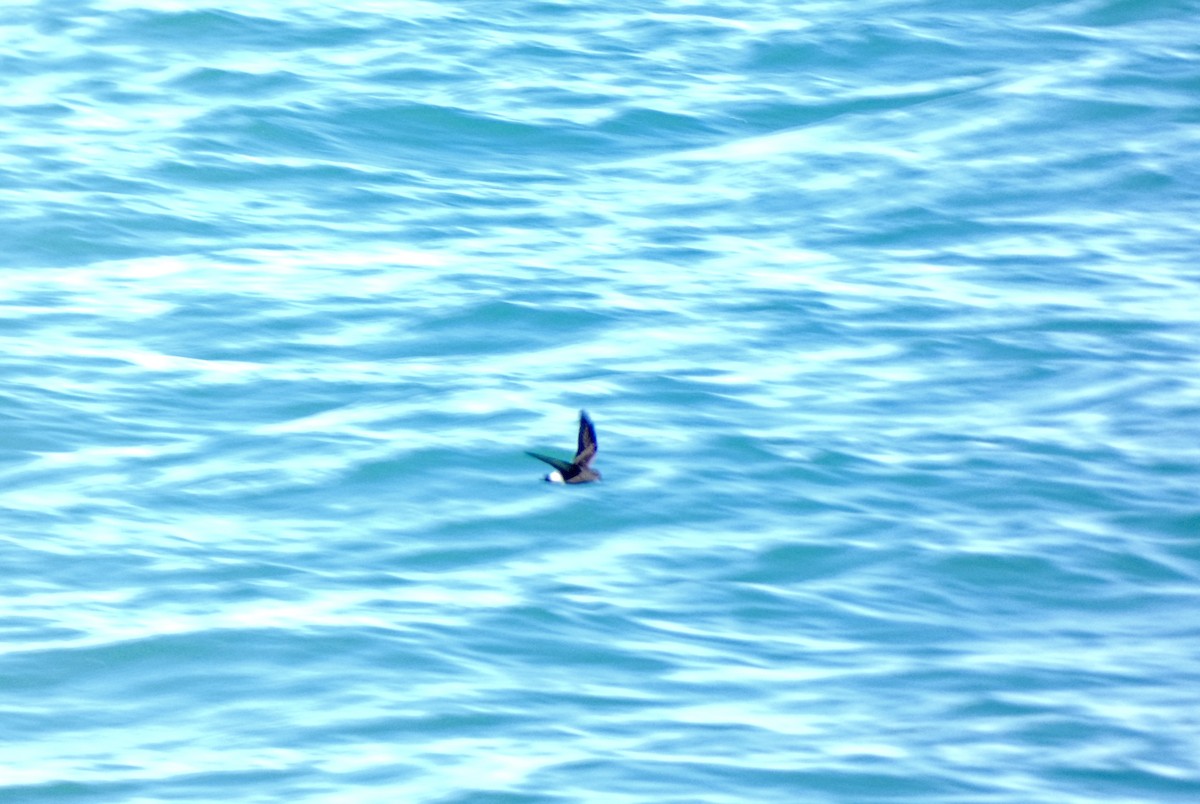 黃蹼洋海燕 - ML621120699