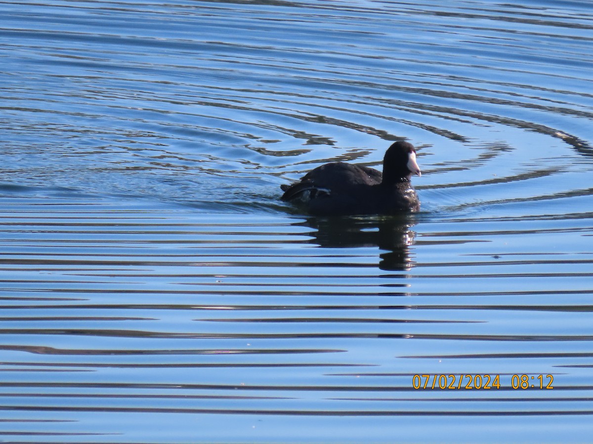 American Coot (Red-shielded) - ML621120717