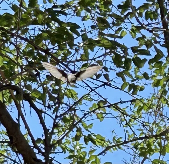 Black-chinned Hummingbird - ML621120719