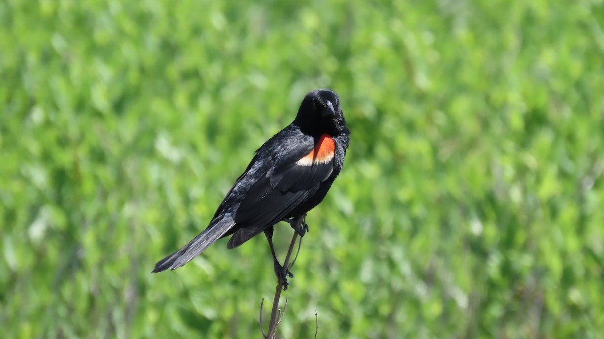 Red-winged Blackbird - ML621120749