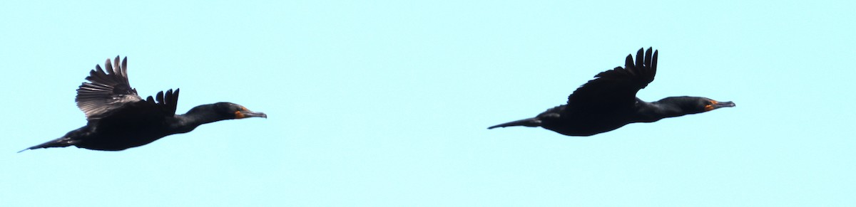 Double-crested Cormorant - ML621120773