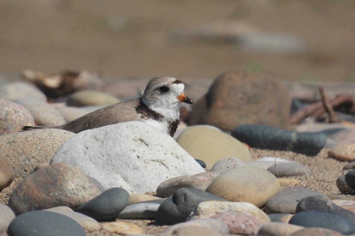 Piping Plover - ML621120792