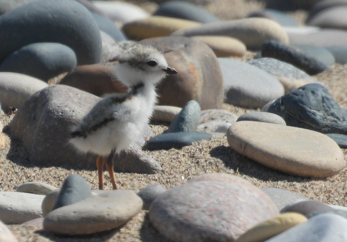 Piping Plover - ML621120794