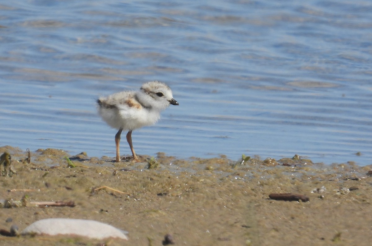 Piping Plover - ML621120795