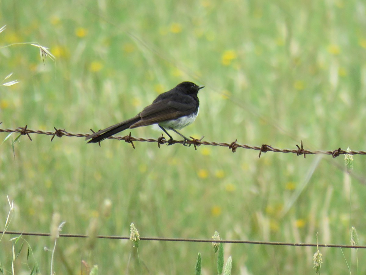 Willie-wagtail - ML621120830