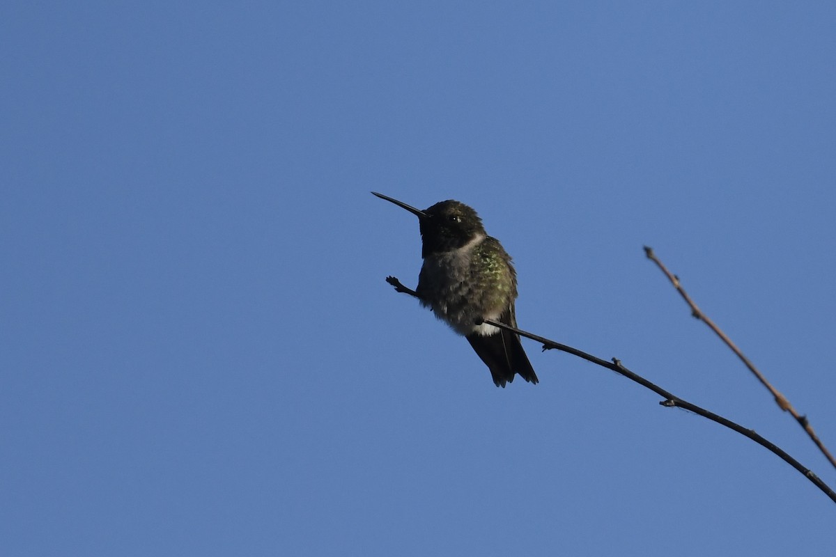 Black-chinned Hummingbird - ML621120834