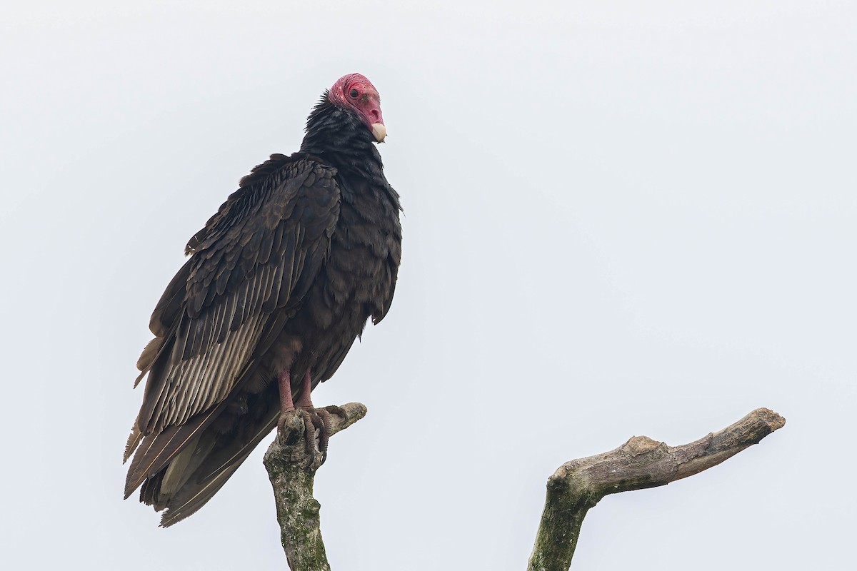 Turkey Vulture - ML621120865