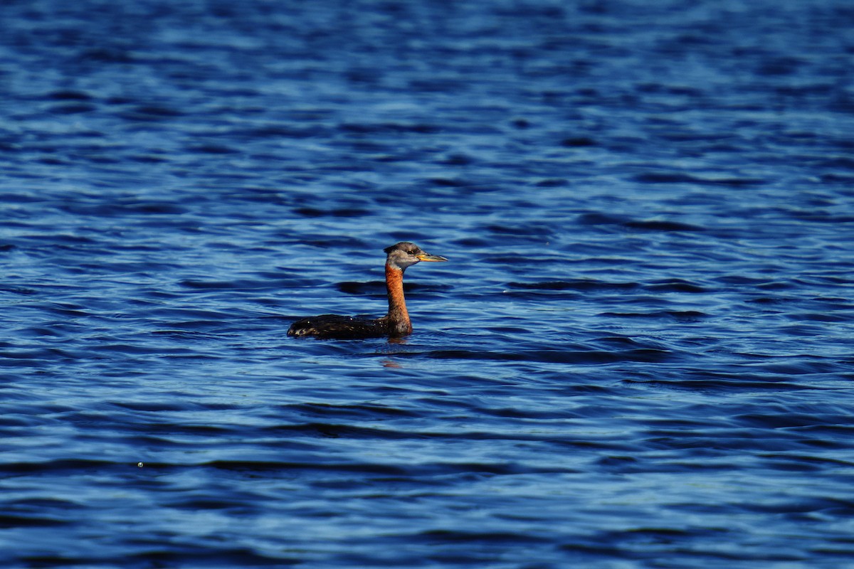 Red-necked Grebe - ML621120887