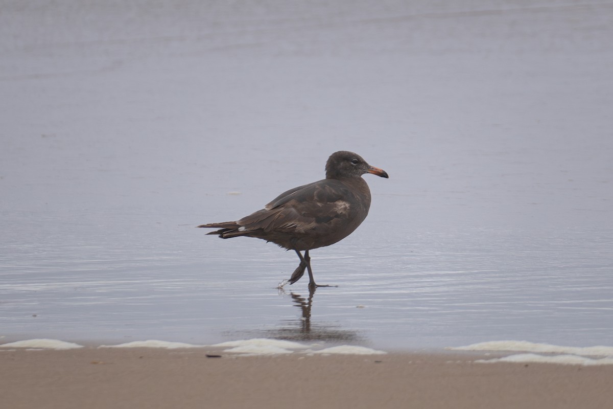 Heermann's Gull - ML621120919