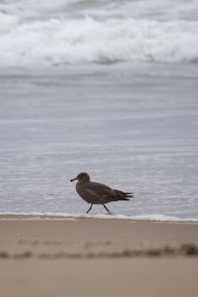 Heermann's Gull - Richie Frerking