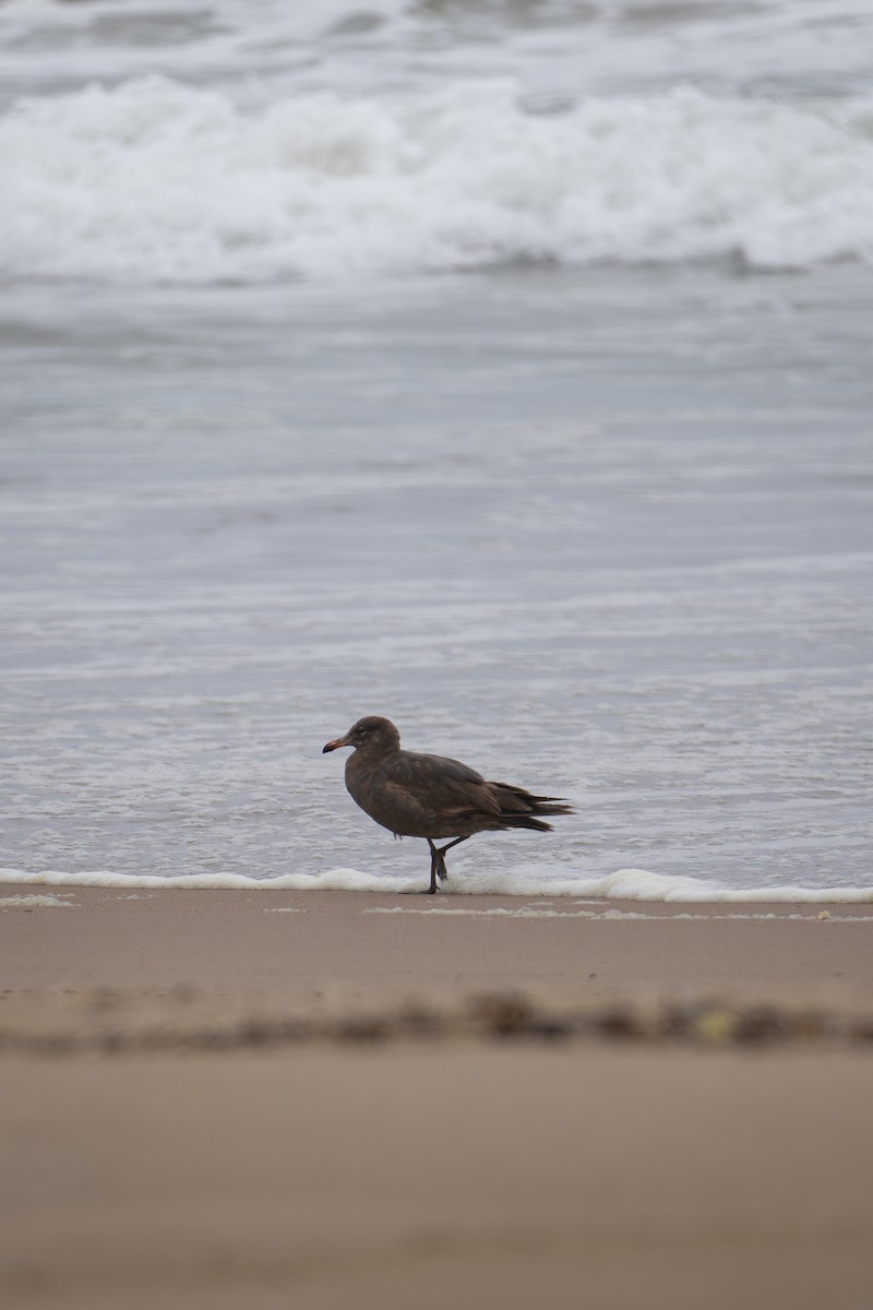 Gaviota Mexicana - ML621120921