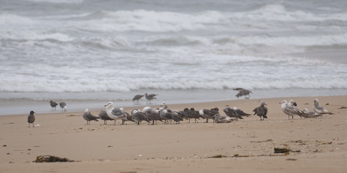 Heermann's Gull - ML621120922